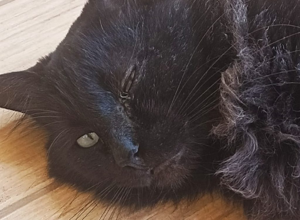 Internauta pede ajuda para tratamento de gatinho de estimação que está com problema na visão