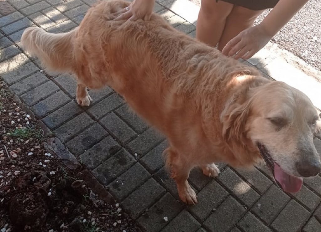Cachorro de raça Golden Retriever é encontrado no Bairro Neva