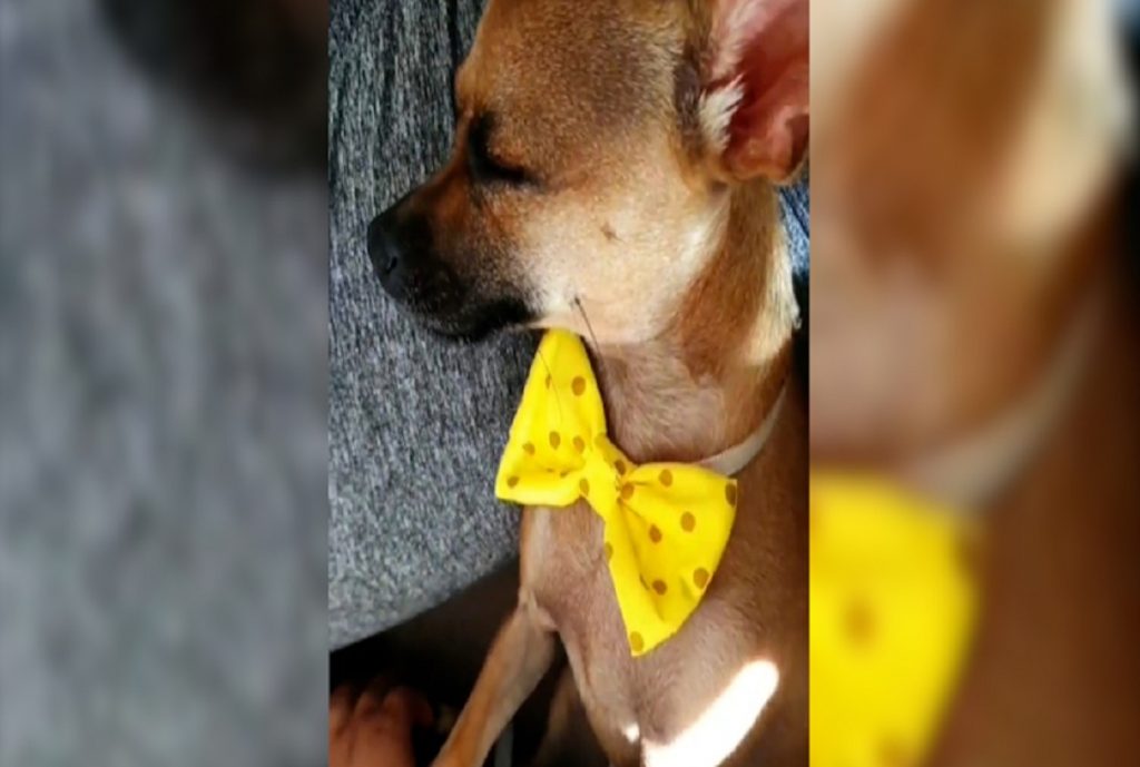 “Théo” está desaparecido no Bairro Santo Onofre e dono pede ajuda para encontrá-lo