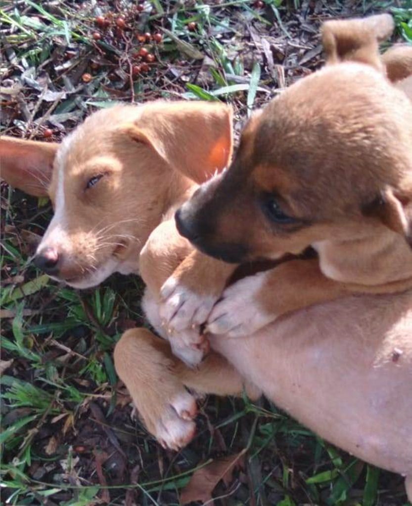 Cachorrinhos foram resgatados em Cascavel