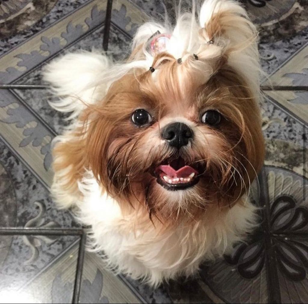 Cachorro desapareceu no Santa Felicidade