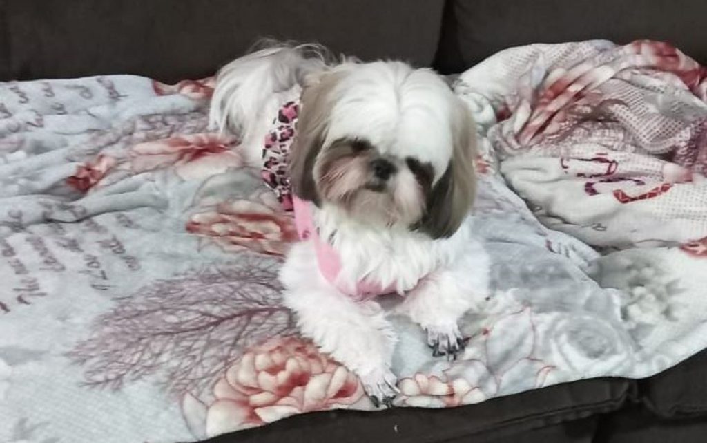 Cachorrinha sumiu perto da Rua Ipanema