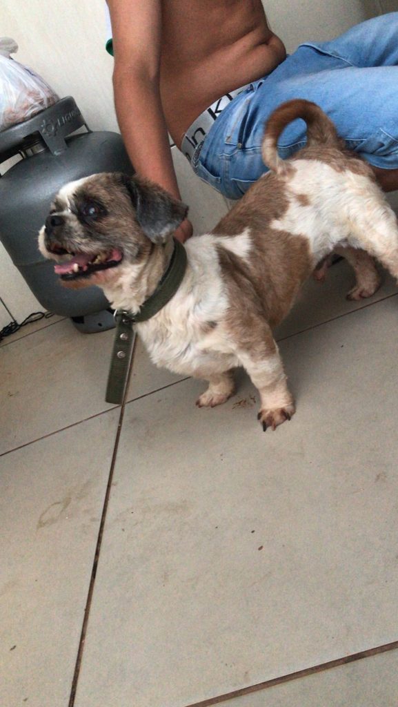 Cachorro é encontrado no Florais