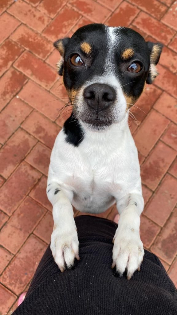 Internauta tenta localizar cachorrinho que sumiu no Bairro Morumbi, em Cascavel