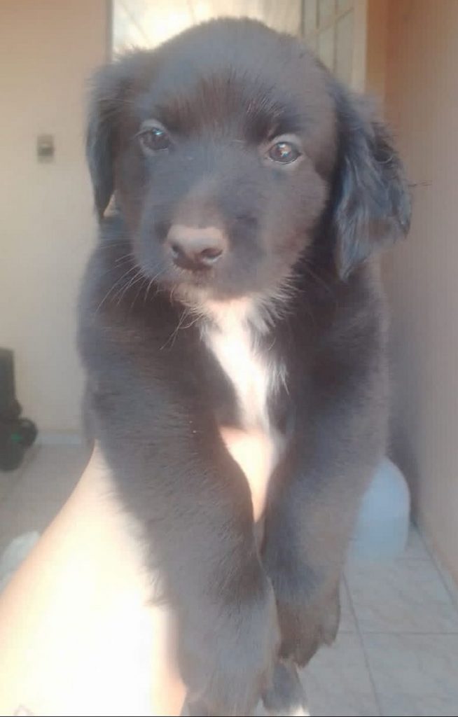 Internauta tenta encontrar cachorrinho que sumiu no Interlagos