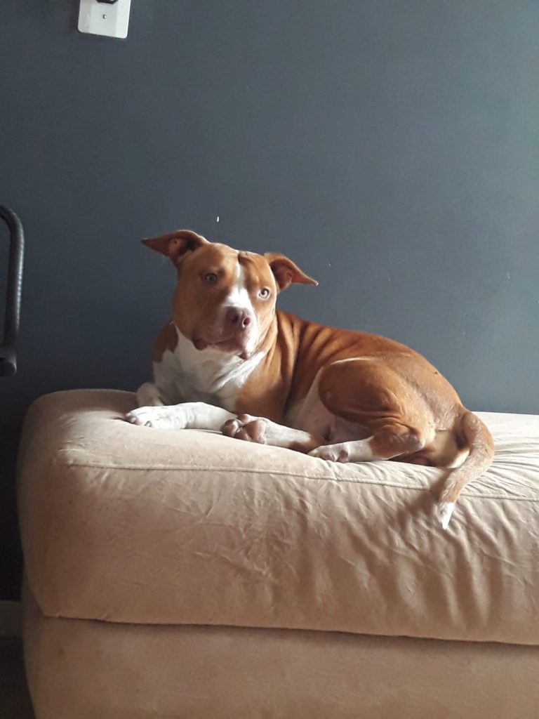 Cachorro sumiu no Brasmadeira