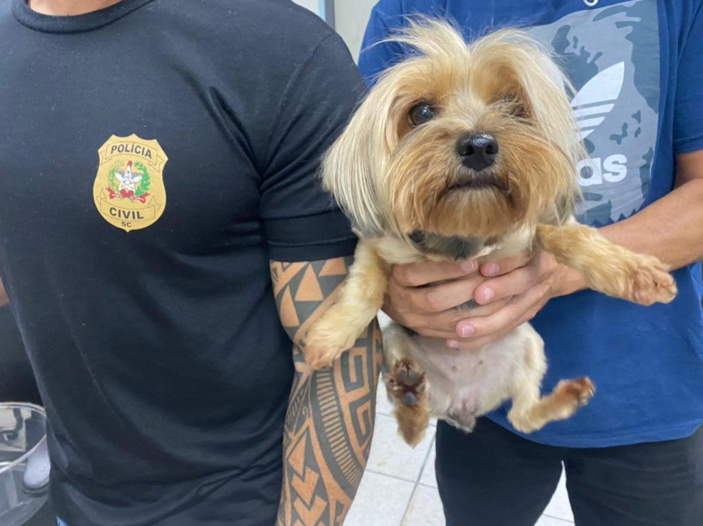 Polícia Civil recupera cadela da raça yorkshire que tinha sido apropriada em Biguaçu