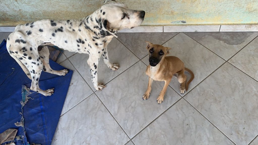 Polícia Civil resgata três animais em situação de maus-tratos em Brusque