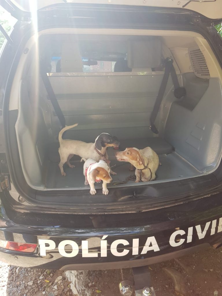 Policiais civis resgatam três cachorros vítimas de maus tratos em Corumbá