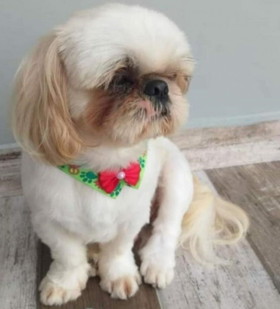 Internauta procura cachorro que sumiu na região do Bairro Maria Luiza