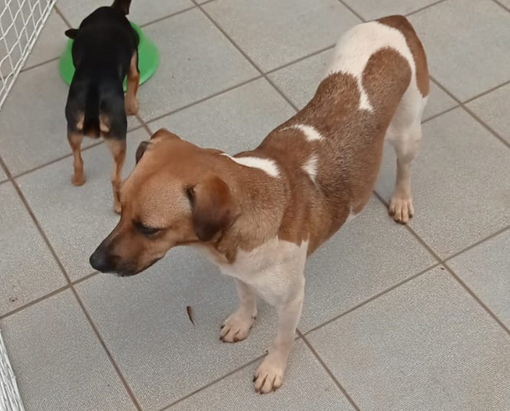 Internauta comunica que cachorra foi encontrada no Bairro São Cristóvão