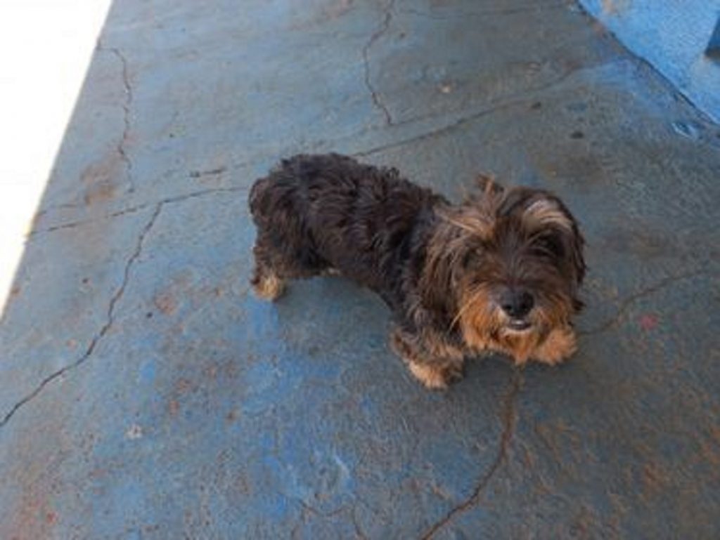 Cachorrinha é resgatada no Universitário