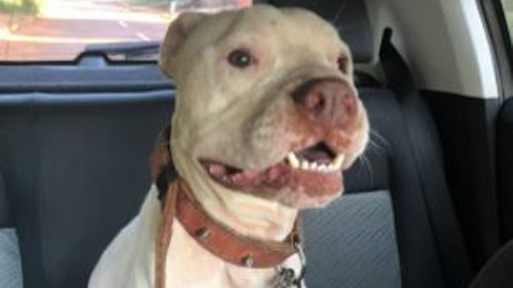 Crueldade; Pitbull é abandonado amarrado em uma placa em Cascavel, veja imagens