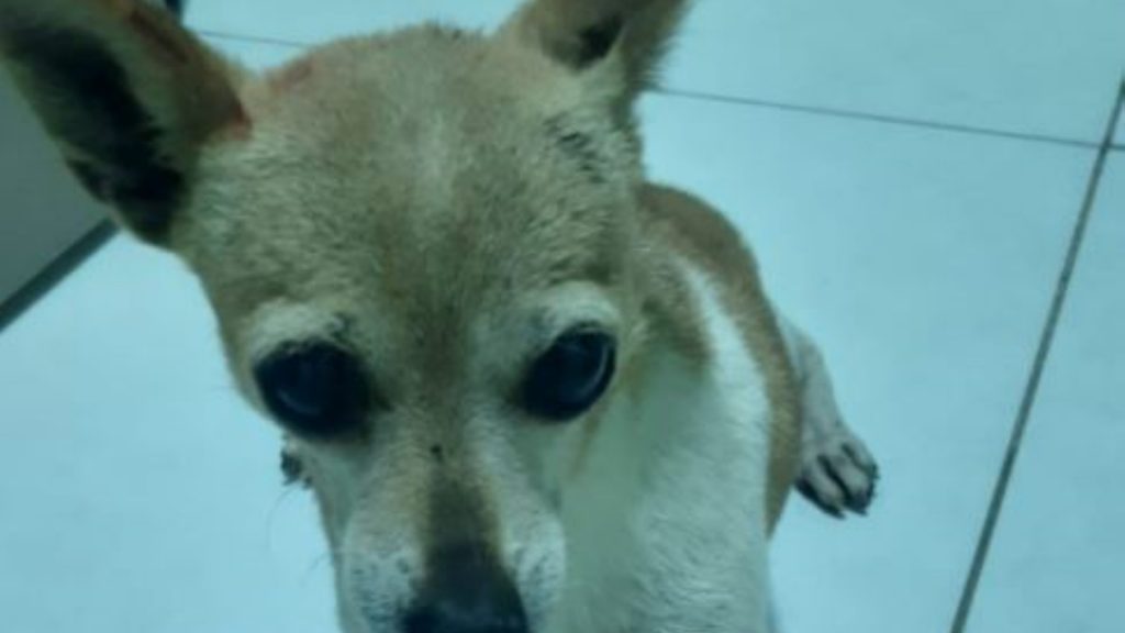 Cachorro é encontrado, internauta procura por dona