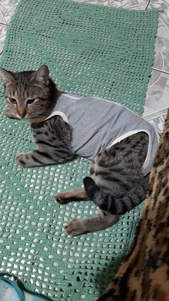 Gatinha Mel sumiu no Pq. São Paulo