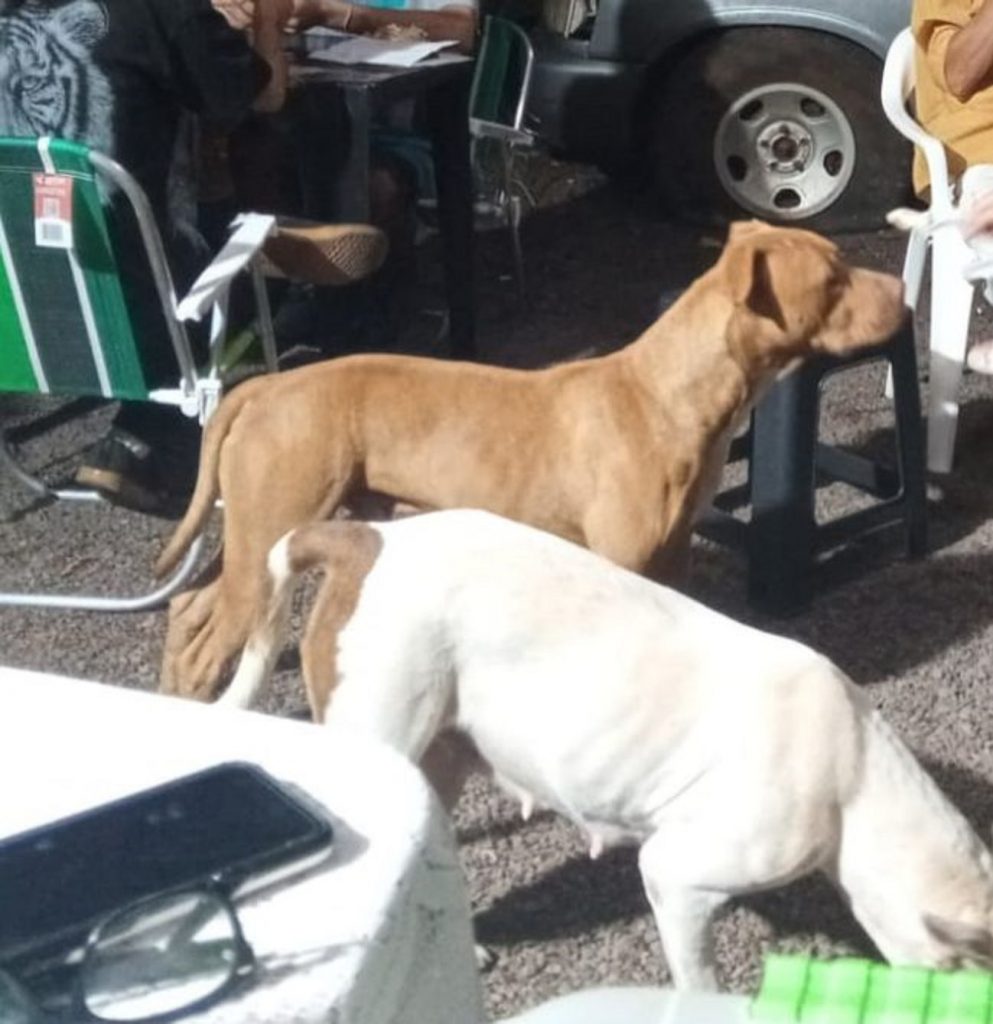Cães da raça Pitbull são encontrados na Neva