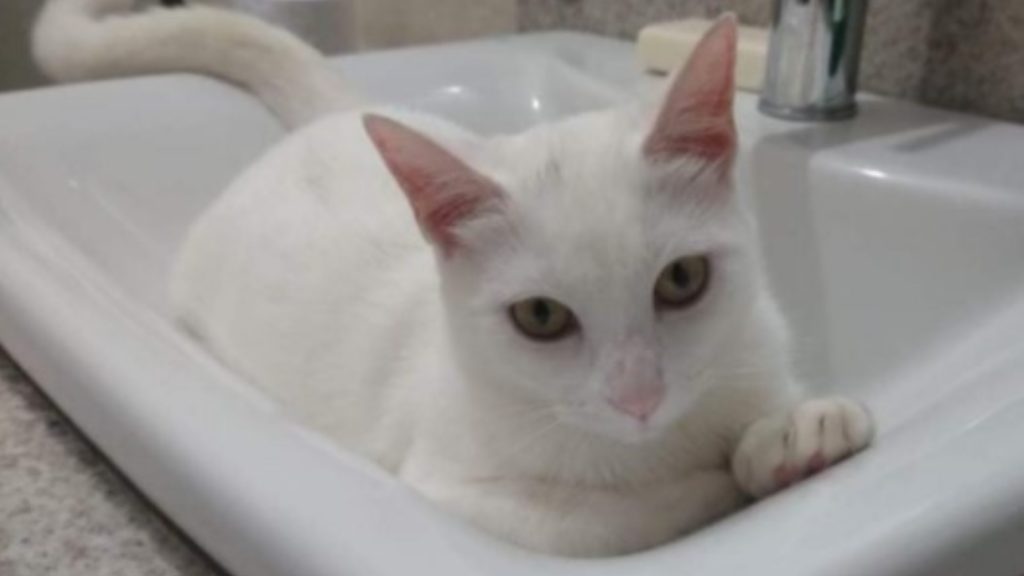 Gata “Mima” está desaparecida