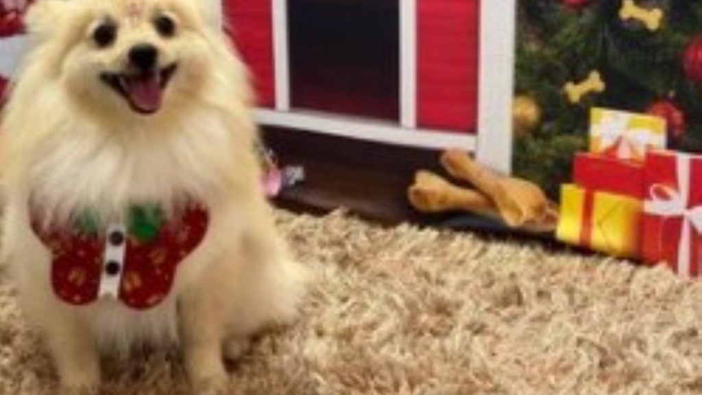 Cachorro “Budy” está desaparecido