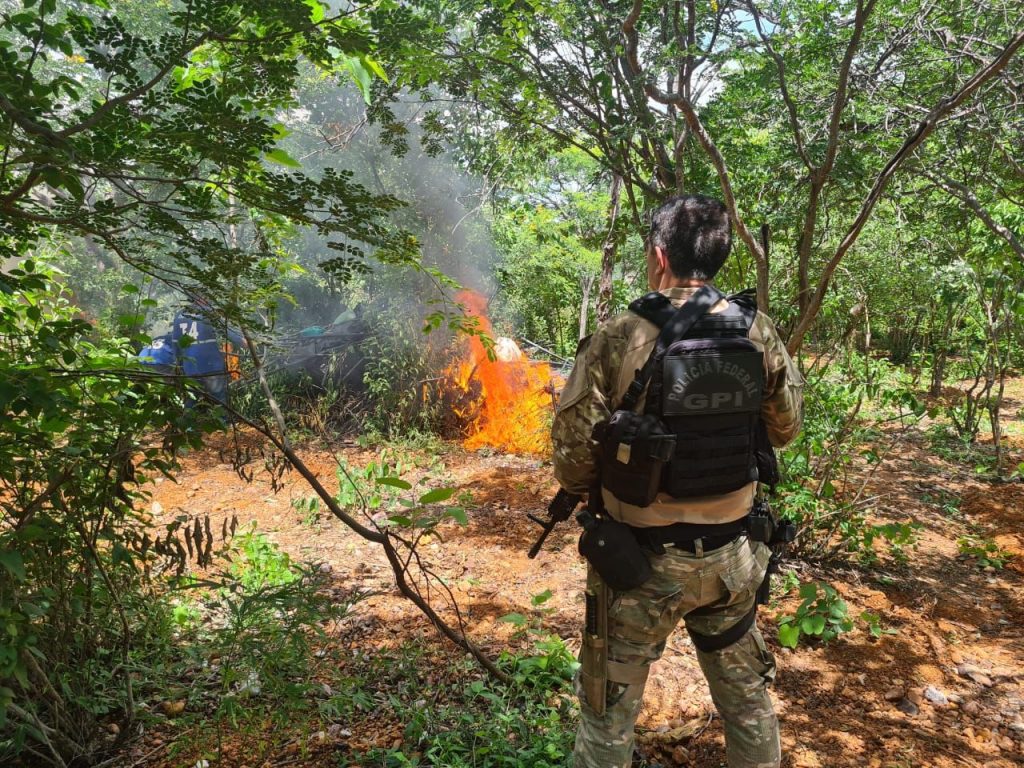 Polícia Federal realiza erradicação de 172 mil pés de maconha no sertão pernambucano