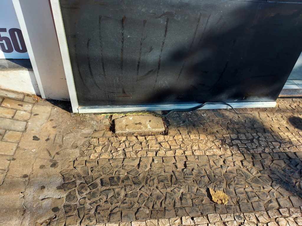 Cobra capturada pelo Corpo de Bombeiros é da espécie caninana