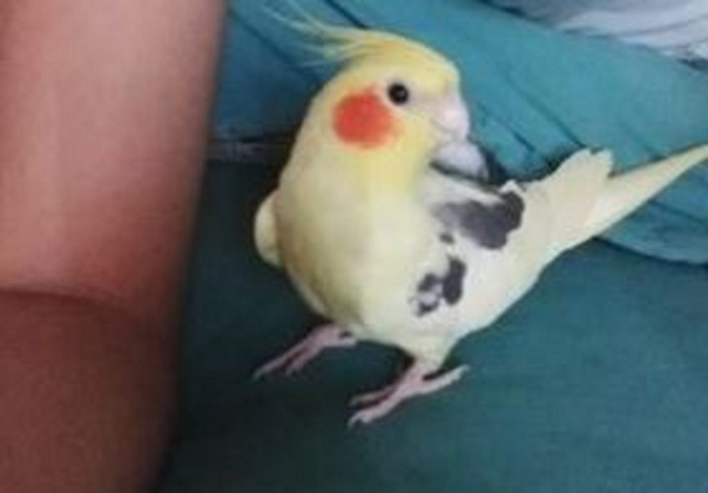 Calopsita sumiu no São Cristóvão