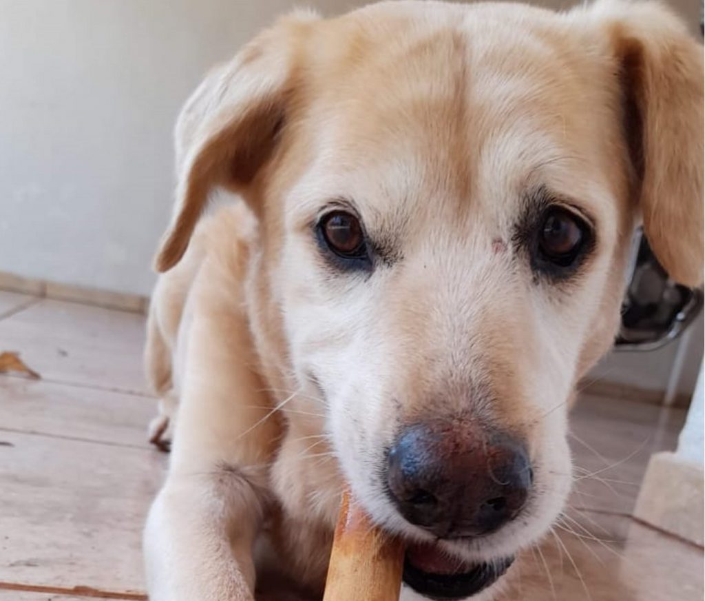 Cachorro “Olavo” está perdido