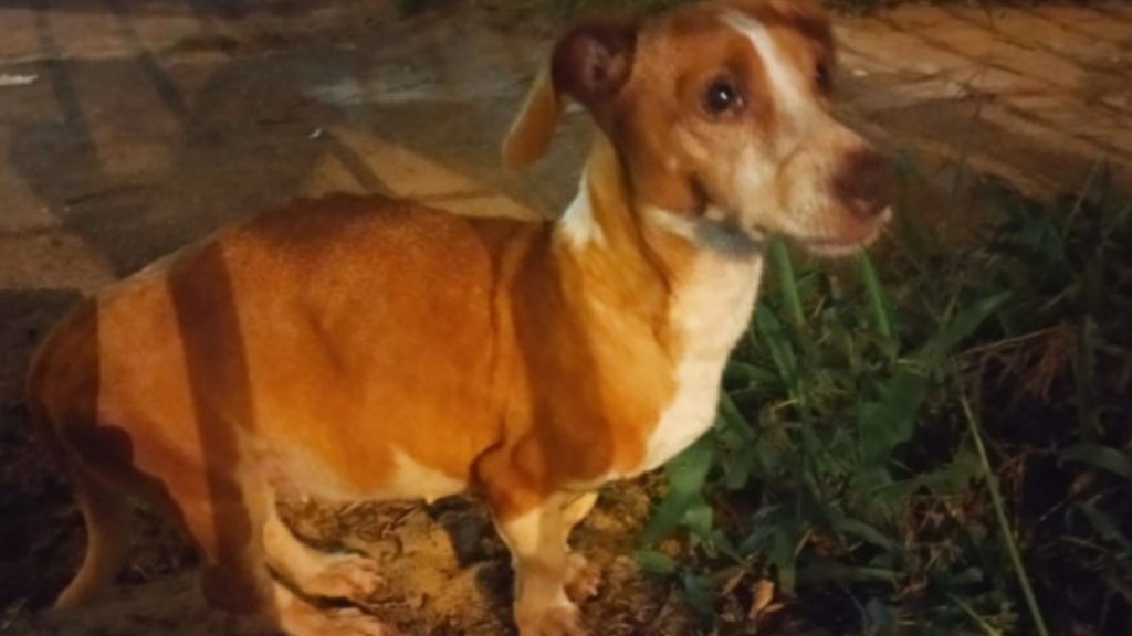 Cachorrinha é encontrada no Brasmadeira