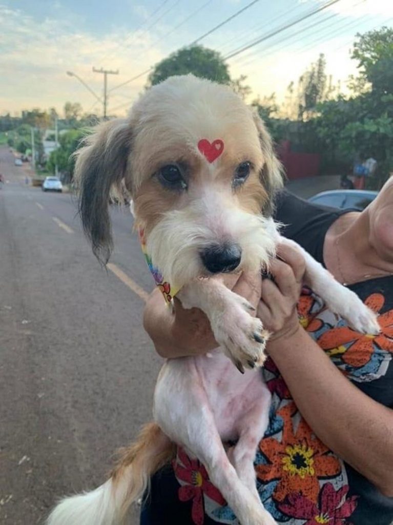 Cachorrinha está desaparecida em Cascavel