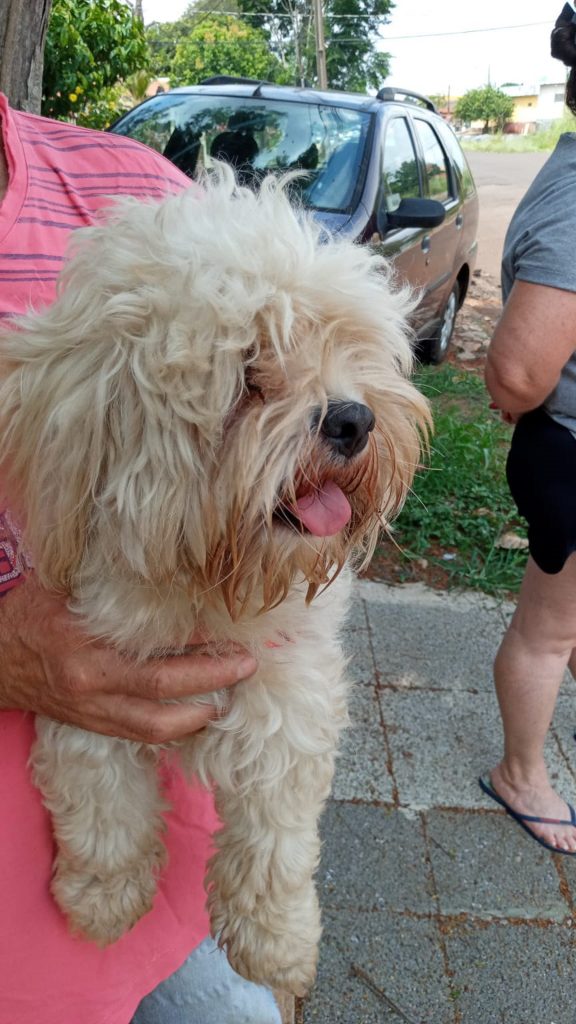Cachorrinha é resgatada no Floresta