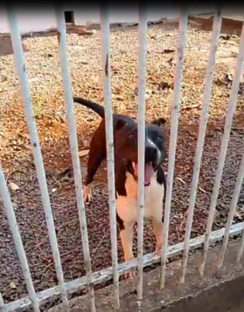 Cachorro é resgatado na Neva