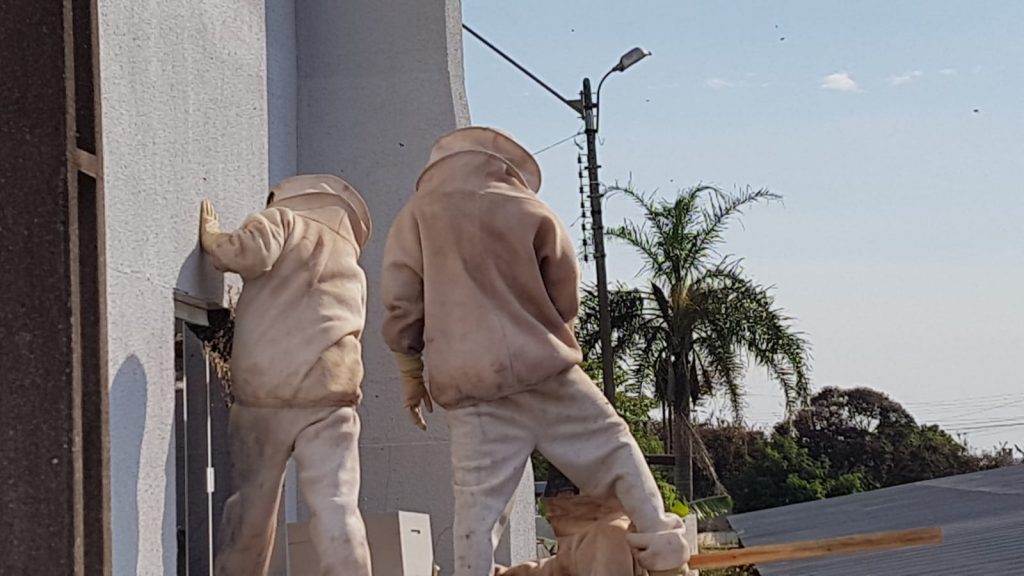 Enxame de abelhas na Sede da Guarda Municipal de Cascavel é retirado pela Defesa Civil