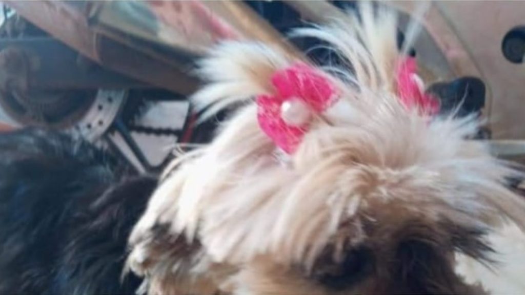 Cachorrinha “Kika” está sumida
