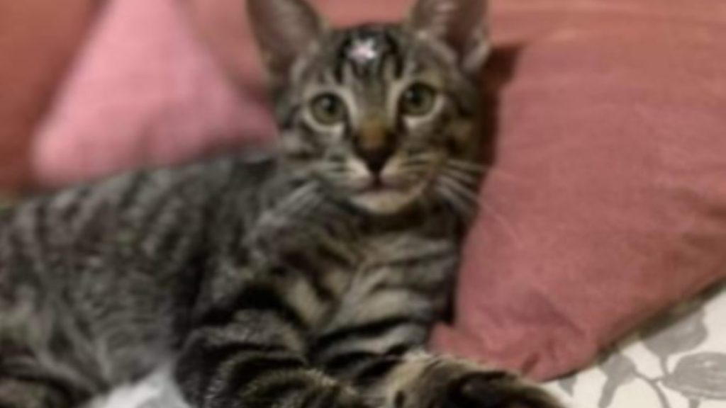 Gatinho está perdido na região do Bairro Guarujá