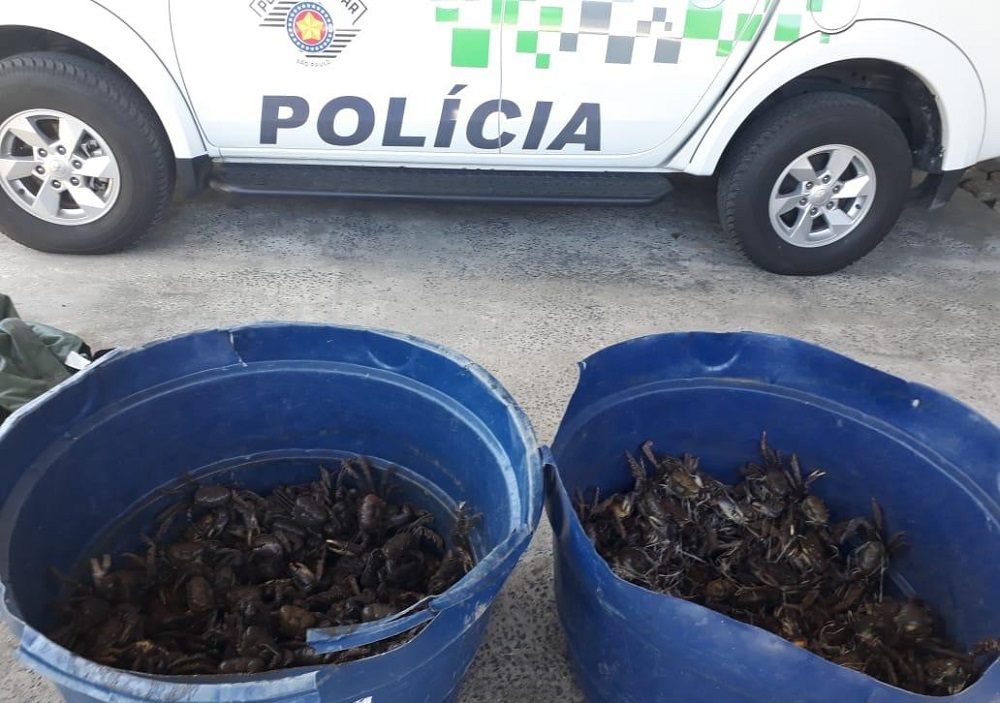 Mais de 300 caranguejos são salvos por policiais ambientais e devolvidos à natureza