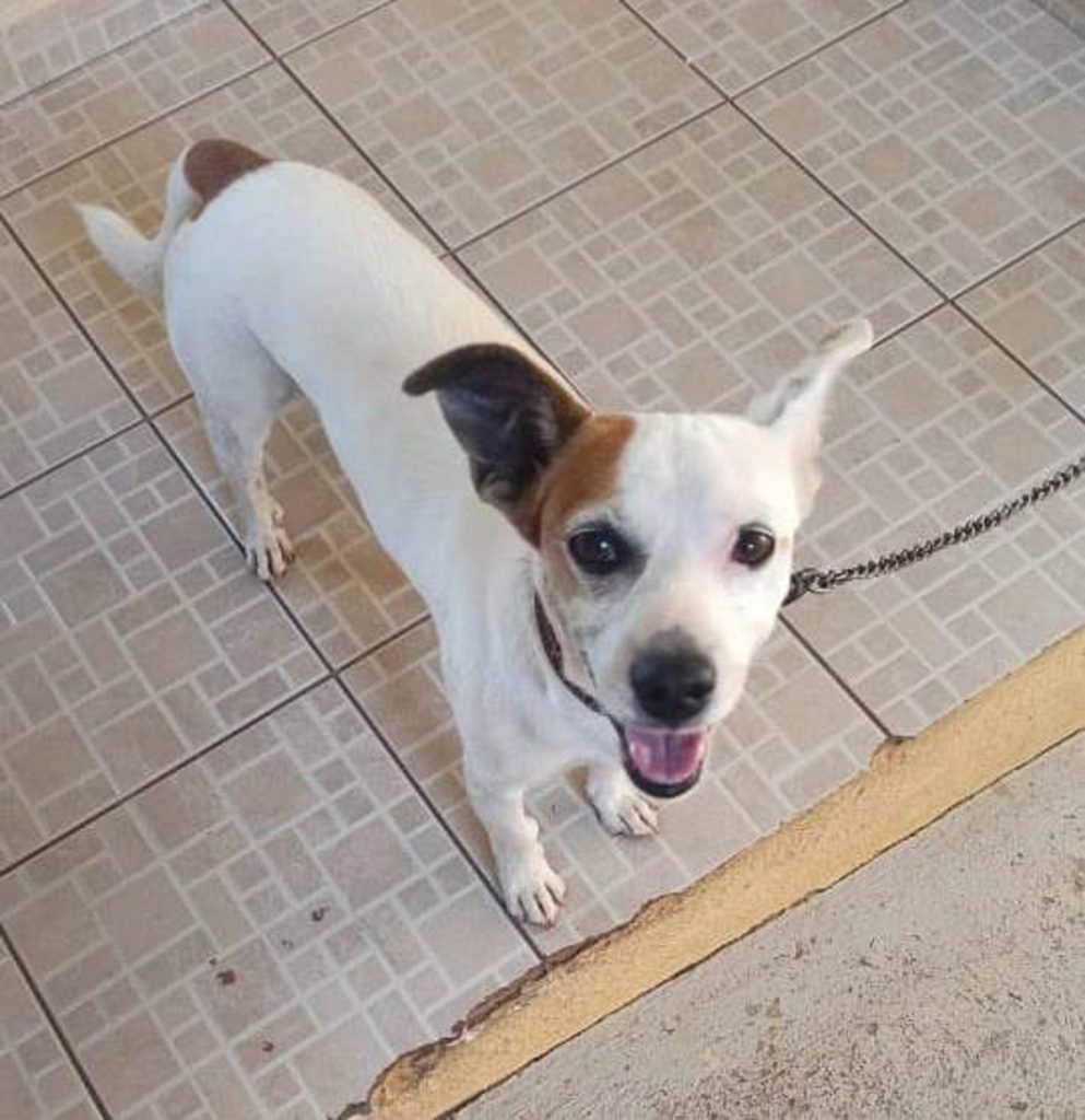 Cachorrinho é resgatado na Rua Pernambuco
