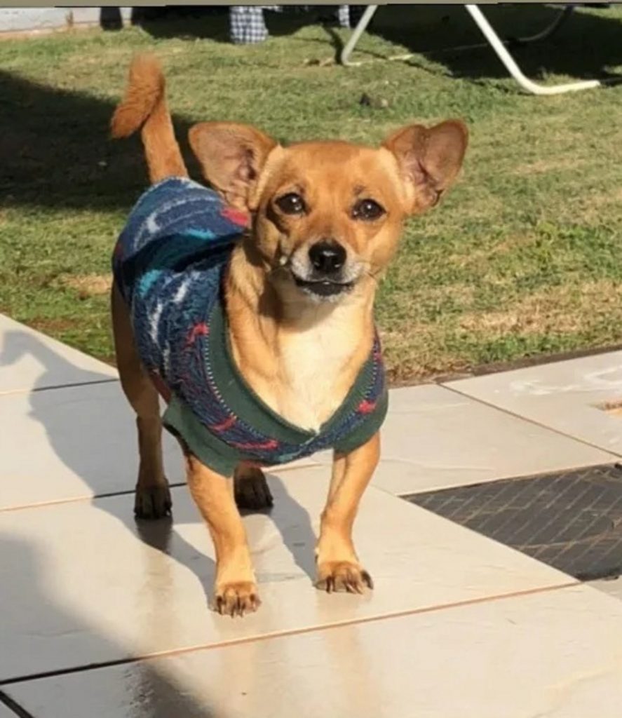 Cachorrinha sumiu no Nova York