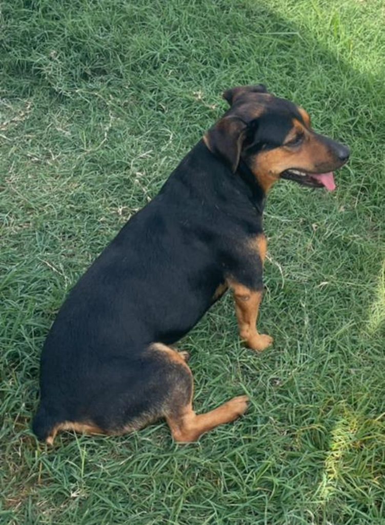 Cachorro é resgatado no Canadá