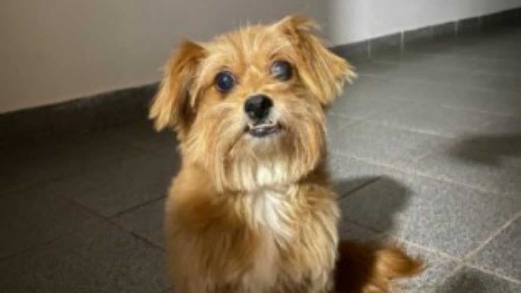 Cachorro é encontrado, internauta procura por dono