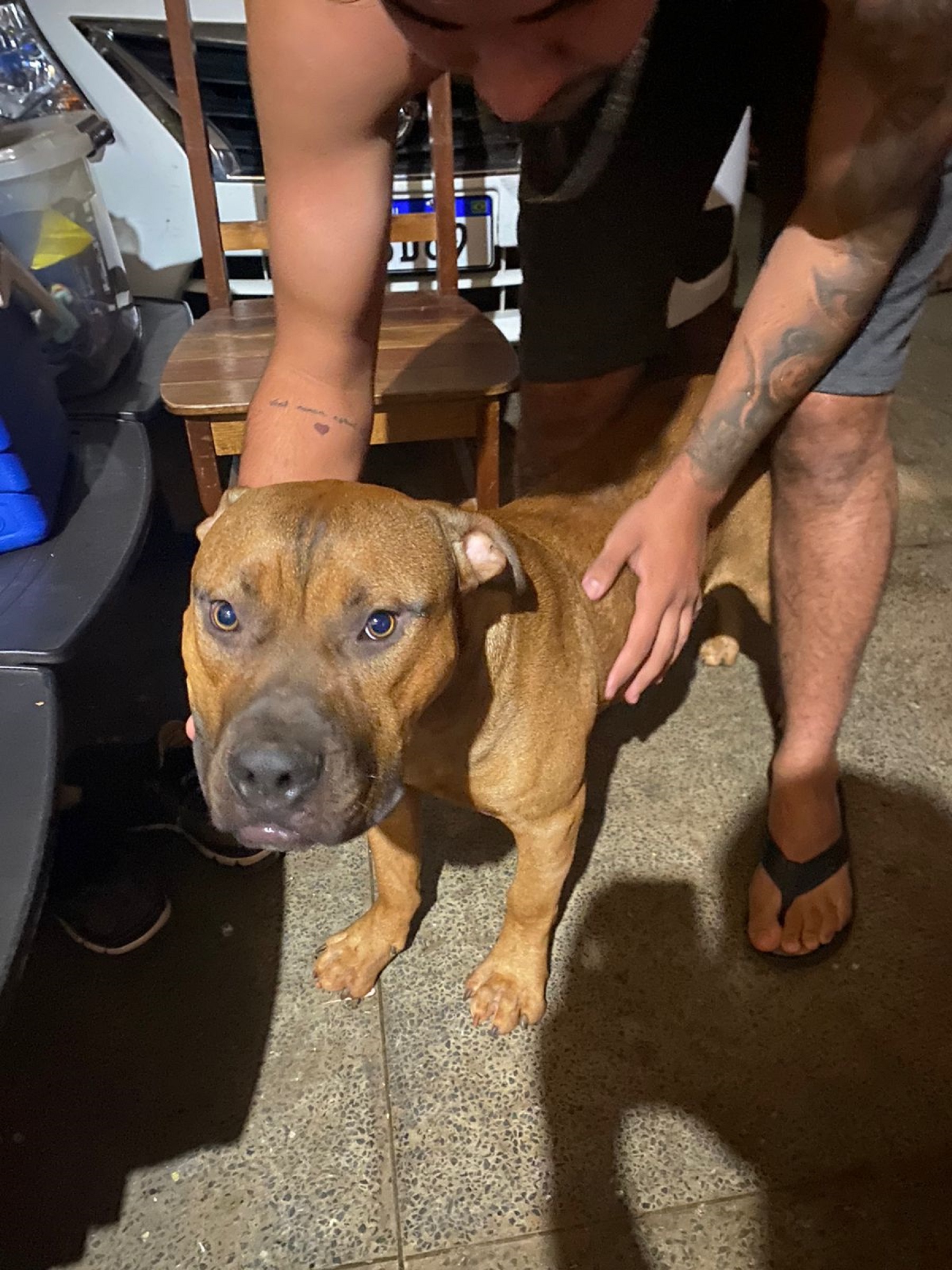 Cachorro é resgatado em Cascavel