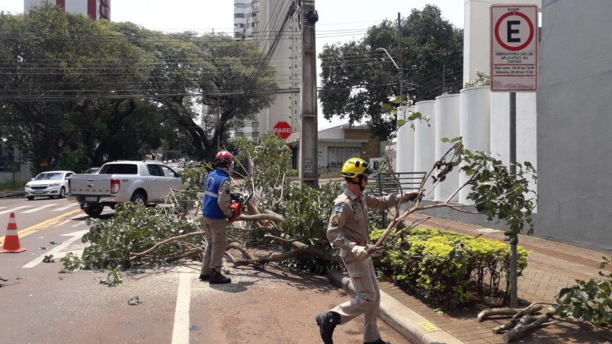 Árvore caída no Centro de Cascavel mobiliza bombeiros para desobstrução de via