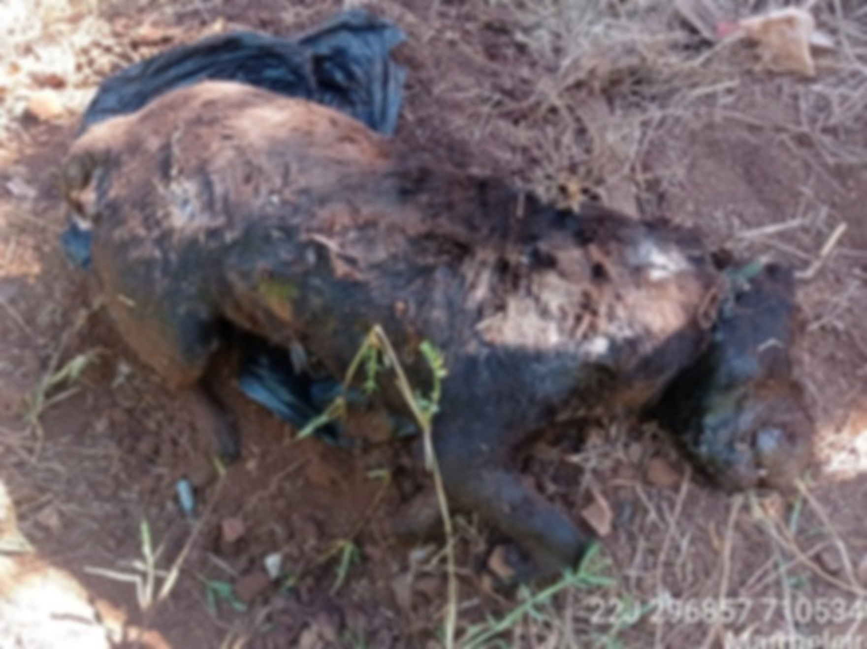 Crueldade: Homem mata cachorro a ‘enxadadas’ porque o animal comia demais Imagem referente a Crueldade: Homem mata cachorro a ‘enxadadas’ porque o animal comia demais