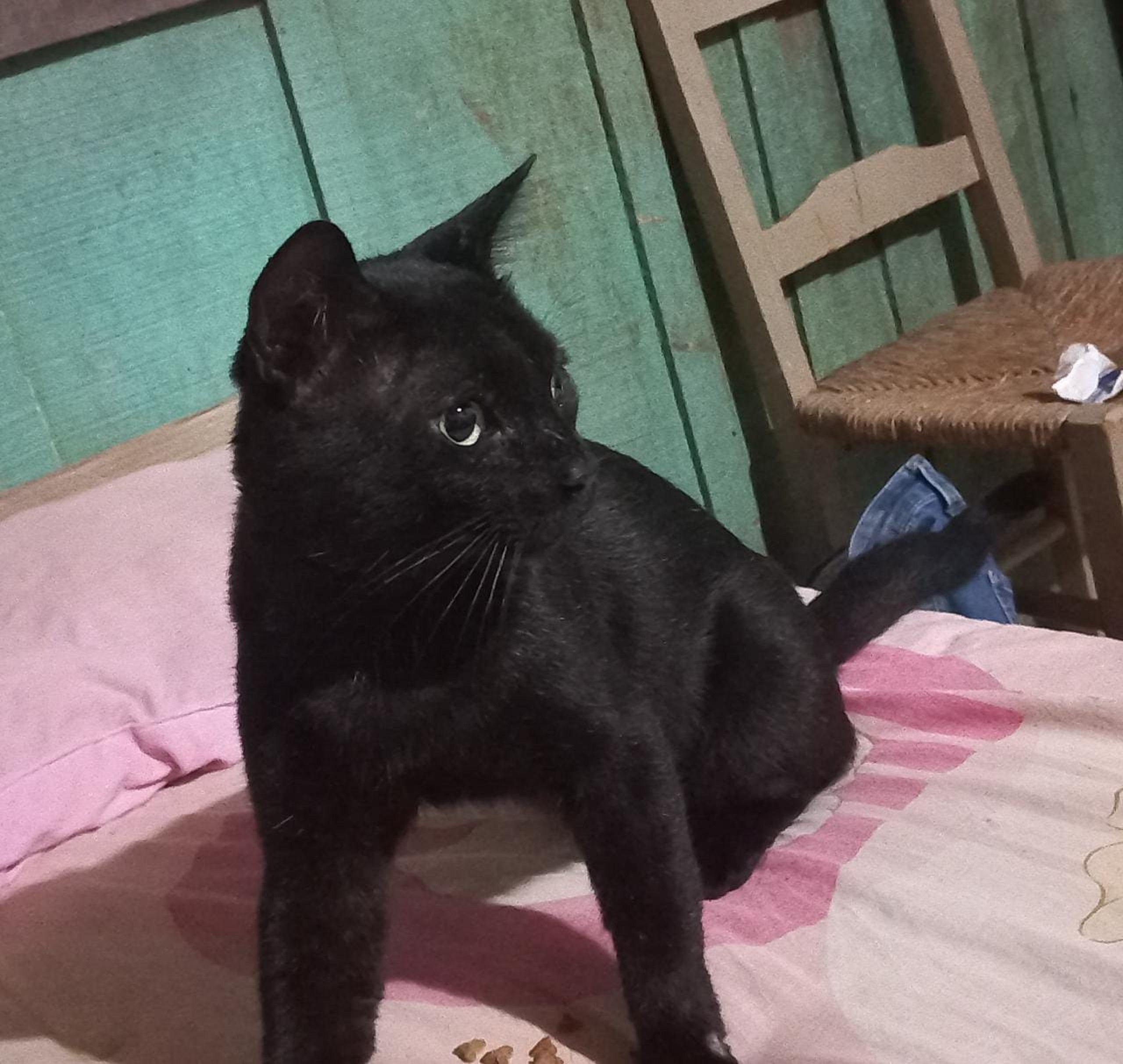 Internauta localiza gatinho perdido e tenta encontrar o dono