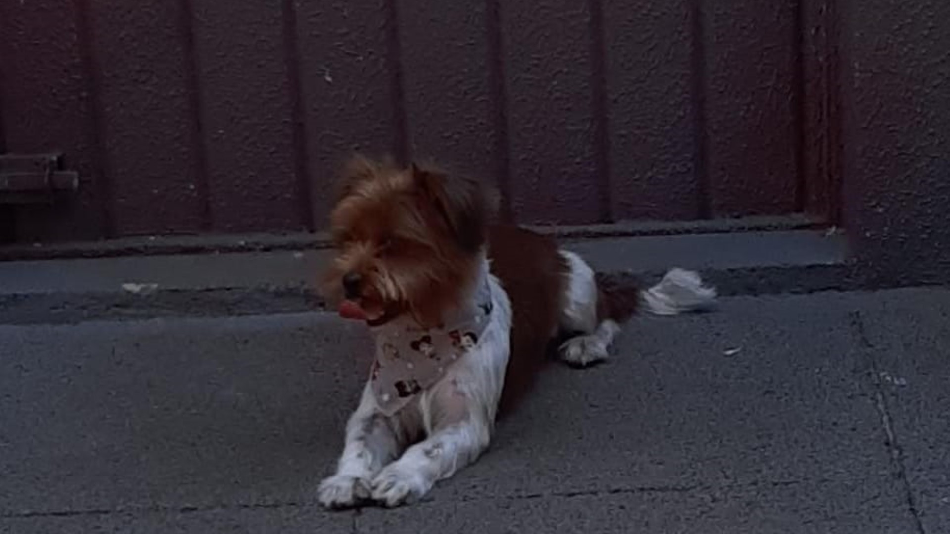 Cachorro é encontrado, está a procura de seus donos
