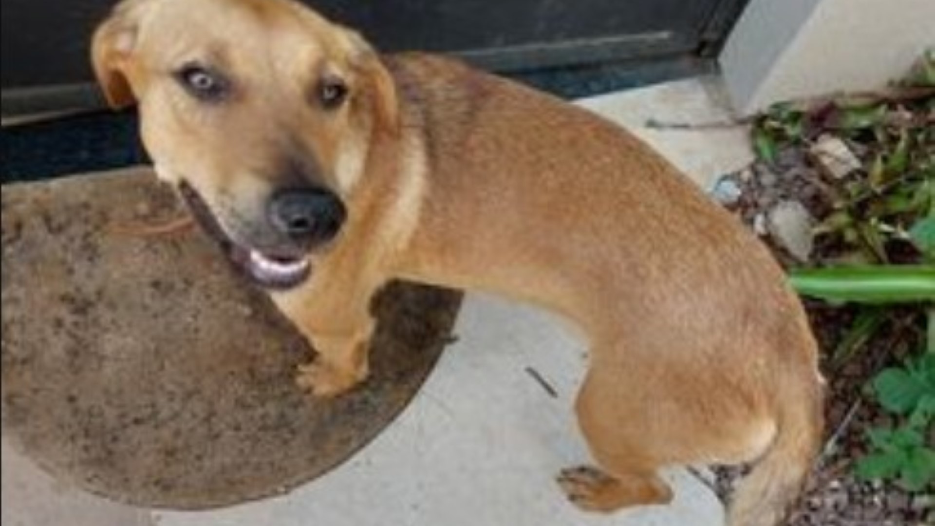 Cachorrinha perdida é encontrada