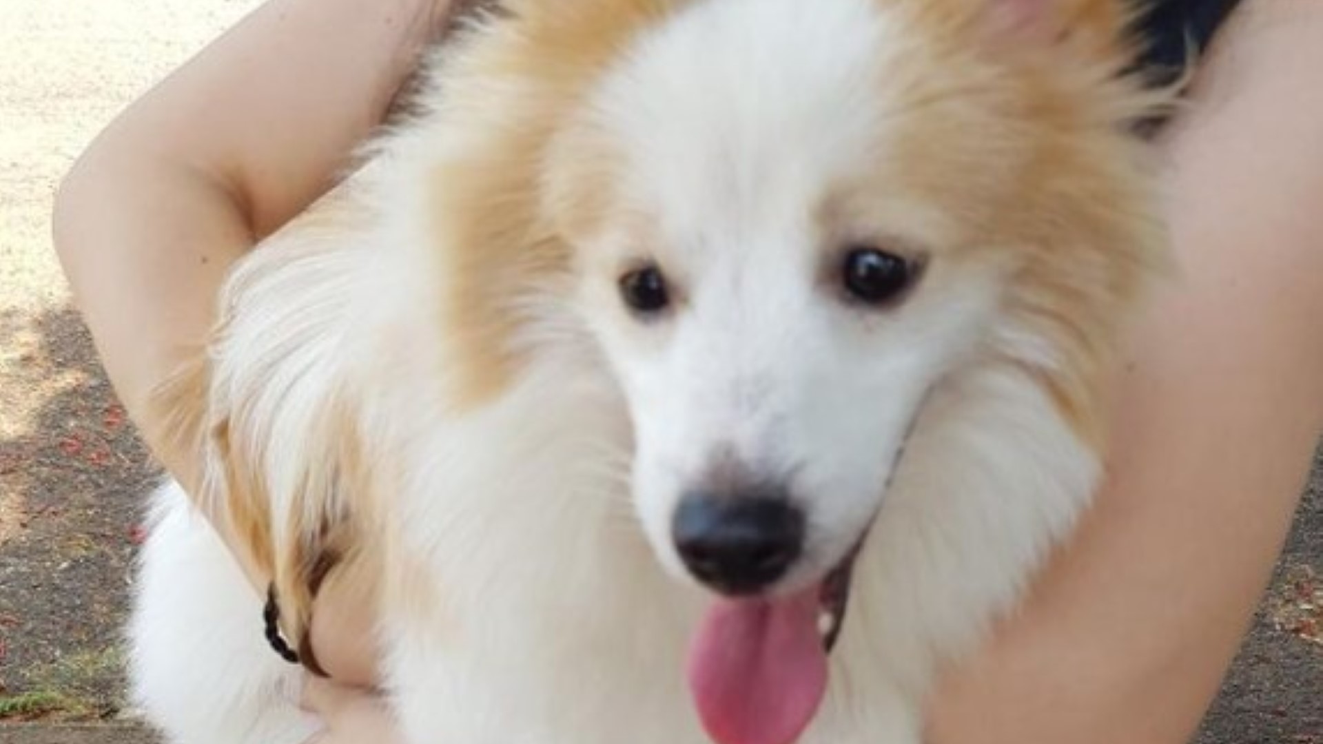 Cachorro é encontrado no Bairro Maria Luiza