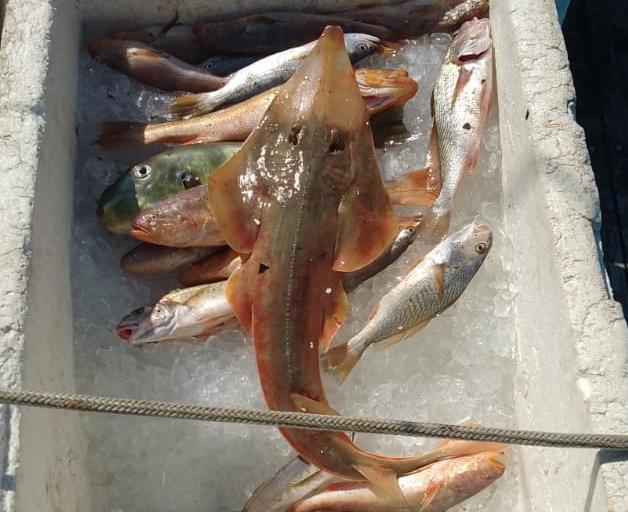 Raia ameaçada de extinção é apreendida durante flagrantes de pesca ilegal no litoral norte