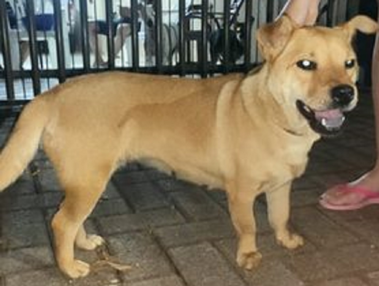 Internauta encontra cachorra perdida e tenta encontrar o dono