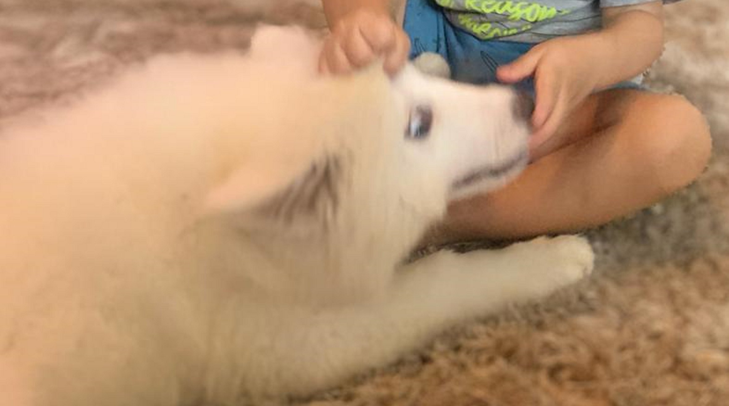 Cachorrinha “Haifa” está perdida nas proximidades do São Cristóvão