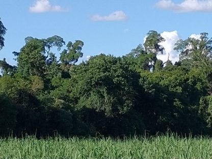 Paraná amplia área de proteção ambiental com o registro de mais uma RPPN Norte do Estado Imagem referente a Paraná amplia área de proteção ambiental com o registro de mais uma RPPN Norte do Estado