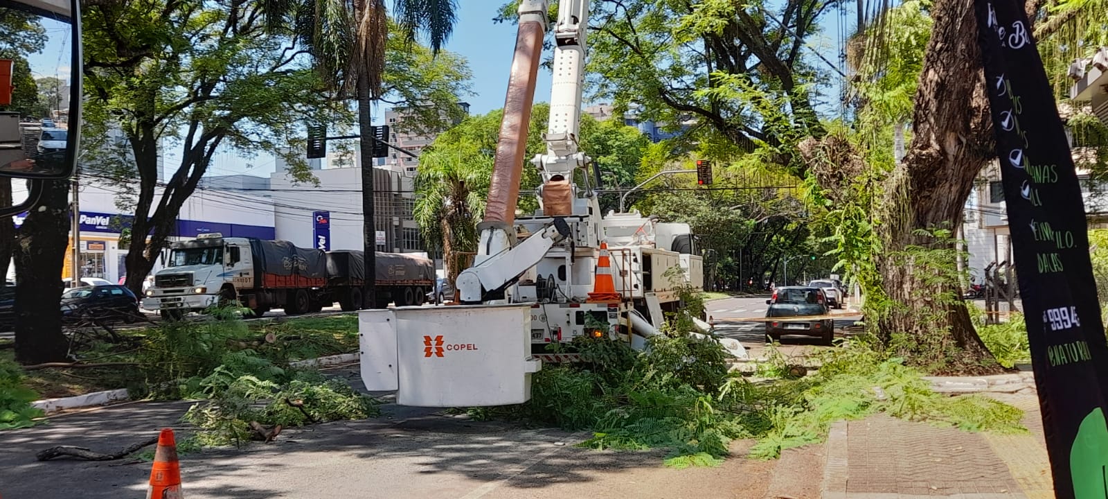 Prefeitura e Copel retiram árvore de mais de 40 metros de altura no centro da cidade